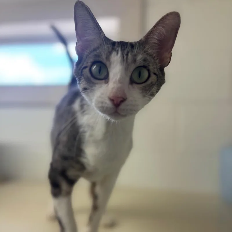 An adult medium-sized female White Domestic Short Hair cat named Laurel for adoption in Marshalltown, IA
