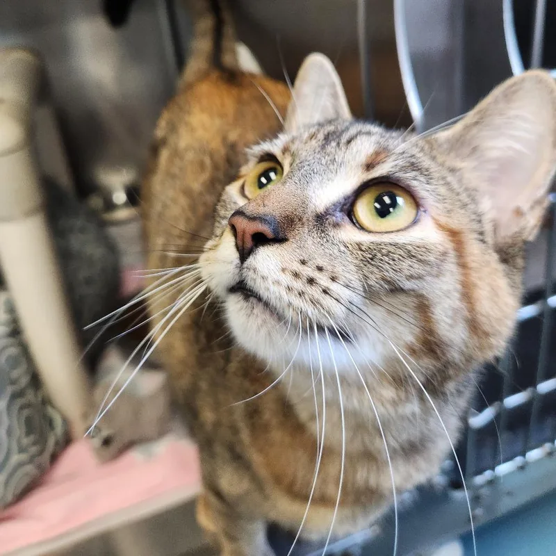 A young small-sized female Brown / Chocolate Domestic Short Hair cat named Storm for adoption in Brockton, MA
