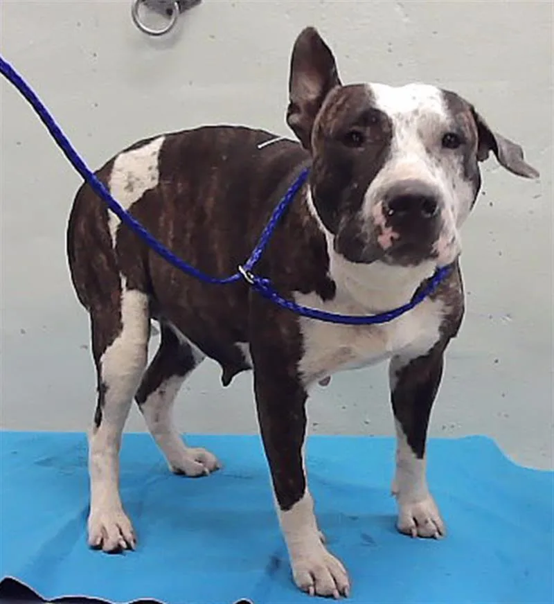 A young large-sized female Staffordshire Bull Terrier dog named Minny for adoption in Houston, TX