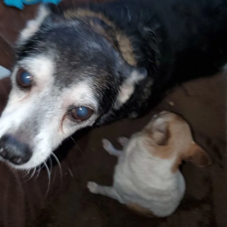 An adult small-sized male Chiweenie dog named Eddie Munster for adoption in Manhattan Beach, CA