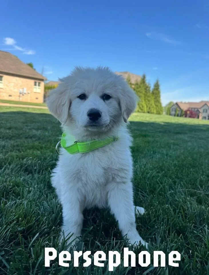 A baby large-sized female Apricot / Beige Great Pyrenees dog named Persephone for adoption in Spring hill, TN