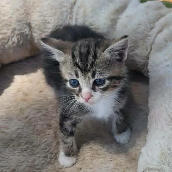 A baby small-sized male Gray / Blue / Silver Domestic Short Hair cat named Watermelon for adoption in Alexandria, VA