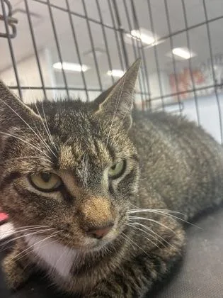 An adult medium-sized female Domestic Short Hair cat named Roxxy for adoption in West Chester, PA