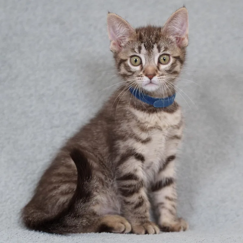 A baby small-sized male Brown / Chocolate Domestic Short Hair cat named Cadbury for adoption in Sunnyvale, CA