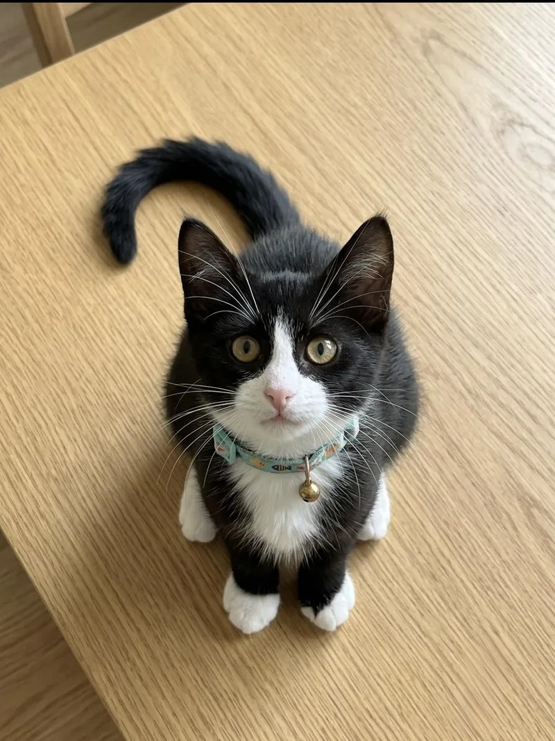 A baby small-sized male Black & White / Tuxedo Domestic Short Hair cat named Milo. for adoption in Charlotte, NC