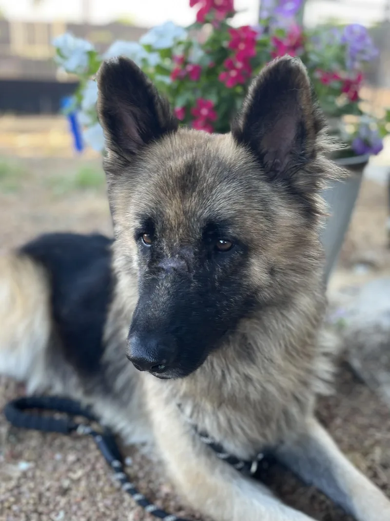 An adult large-sized male Golden German Shepherd Dog dog named Chester for adoption in Sadler, TX