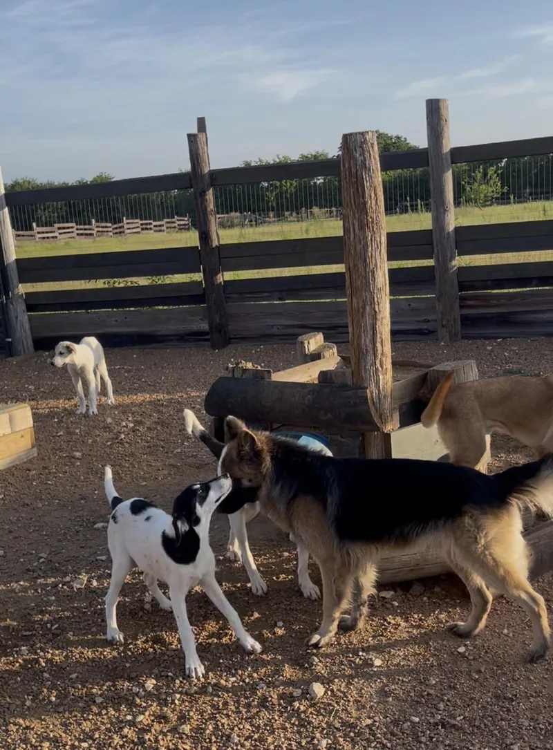 Chester thumbnail 4