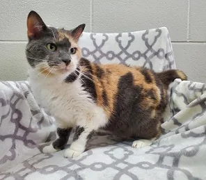 An adult medium-sized female Domestic Short Hair cat named Cali for adoption in Bucyrus, OH