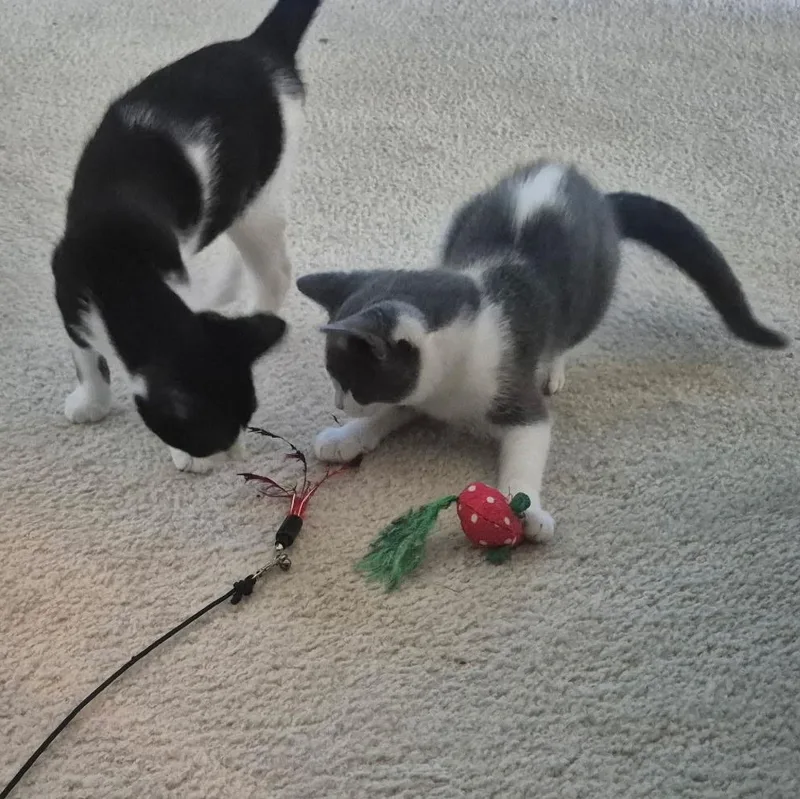 A baby medium-sized female Black & White / Tuxedo Domestic Short Hair cat named Peanut II for adoption in Houston, TX