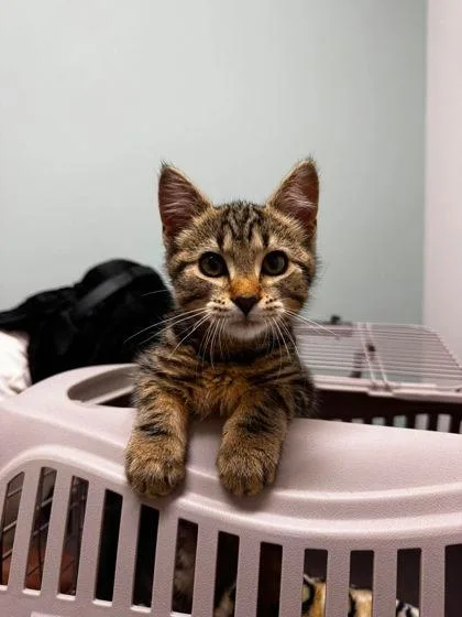 A baby small-sized male Tabby (Brown / Chocolate) Domestic Short Hair cat named Charles for adoption in Annapolis, MD
