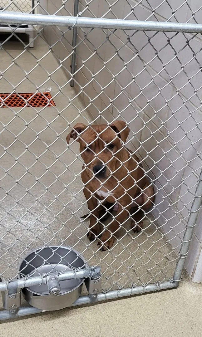 An adult medium-sized male Red / Chestnut / Orange Pit Bull Terrier dog named Tigger aka Zeus for adoption in Zimmerman, MN