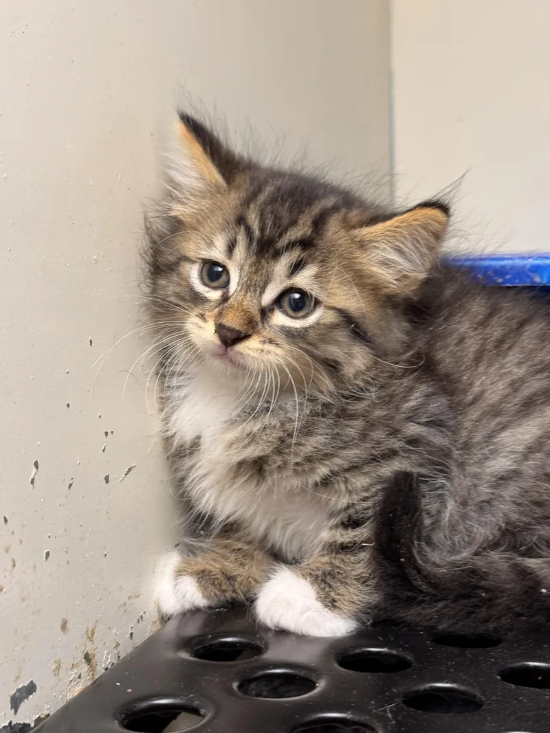 A baby small-sized female Tabby (Gray / Blue / Silver) Domestic Short Hair cat named Krabby Patty for adoption in Jenks, OK