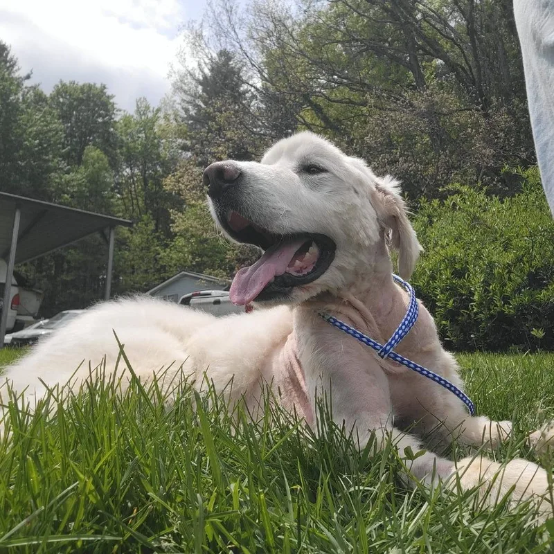 An adult medium-sized male White / Cream Great Pyrenees dog named Ct Odie for adoption in Stormville, NY