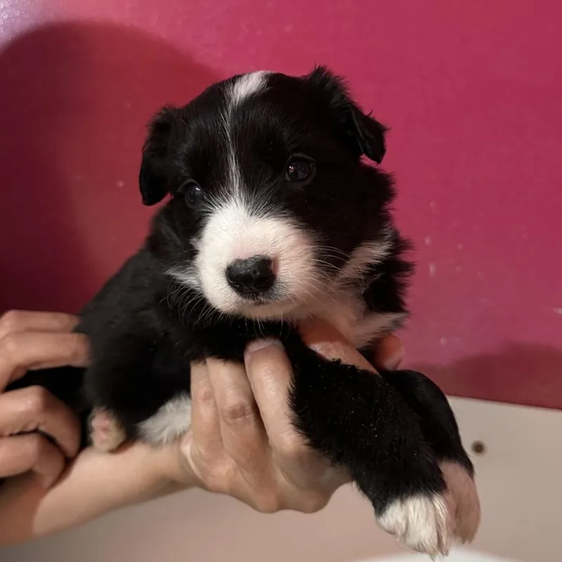 A baby medium-sized male Black Border Collie dog named Bcpup for adoption in Point Richmond, CA