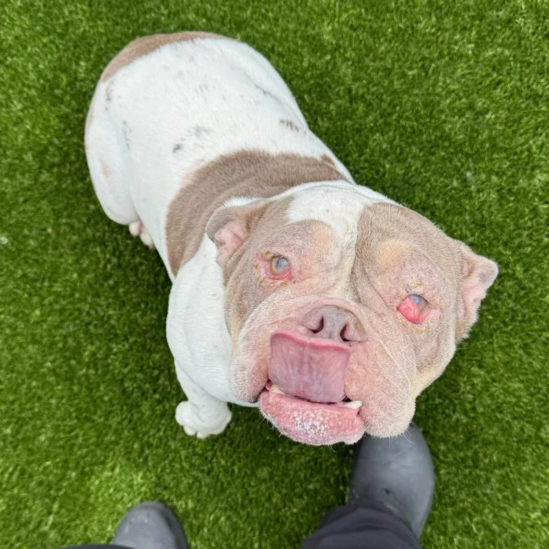 An adult small-sized female White / Cream English Bulldog dog named Honey Bun Aka Butter for adoption in LOXAHATCHEE, FL