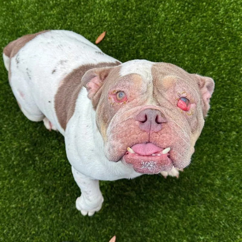 Honey Bun Aka Butter thumbnail 2