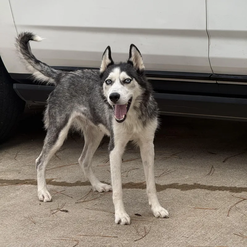 A young medium-sized female Husky dog named Bella for adoption in Jefferson City, MO