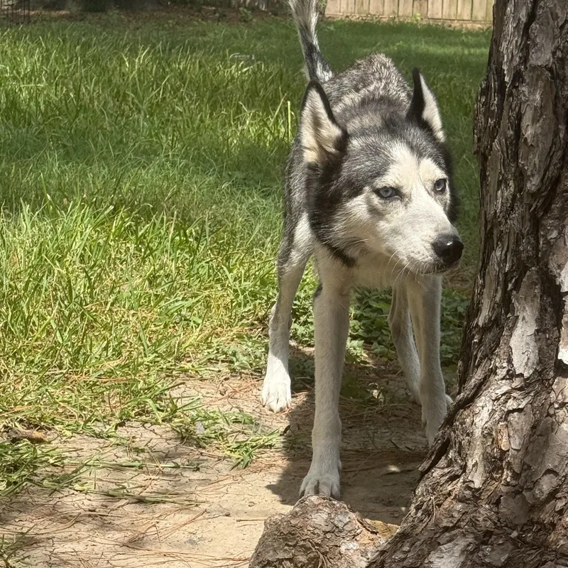 Bella thumbnail 3