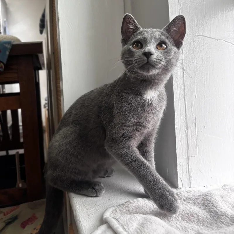 A baby small-sized female Gray / Blue / Silver Domestic Short Hair cat named NCI Mia for adoption in Port Washington, NY