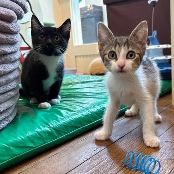 A baby medium-sized male Black & White / Tuxedo Domestic Short Hair cat named Pickle Rick for adoption in Athens, GA