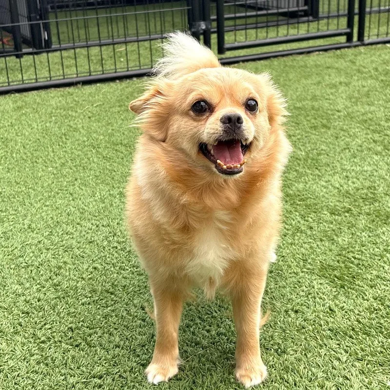 An adult small-sized male Yellow / Tan / Blond / Fawn Pekingese dog named Hank for adoption in Matteson, IL