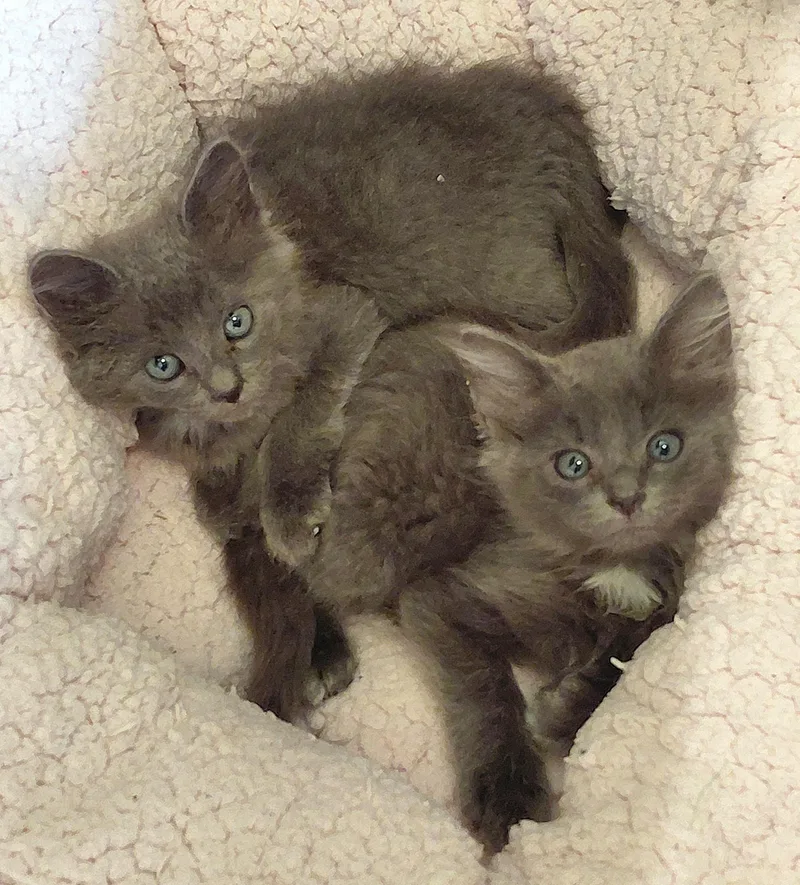 Calvin and Cooper