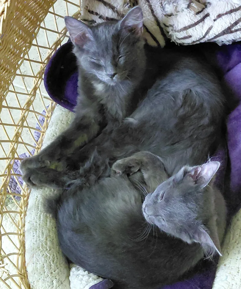 Calvin and Cooper thumbnail 4