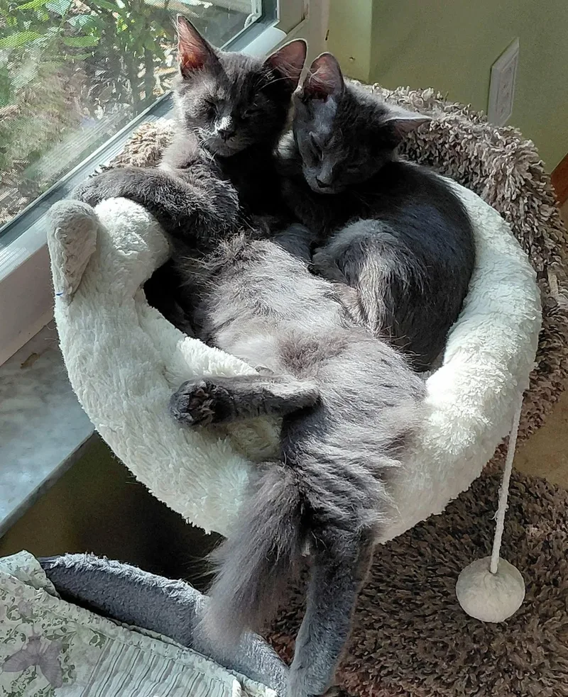 Calvin and Cooper thumbnail 5