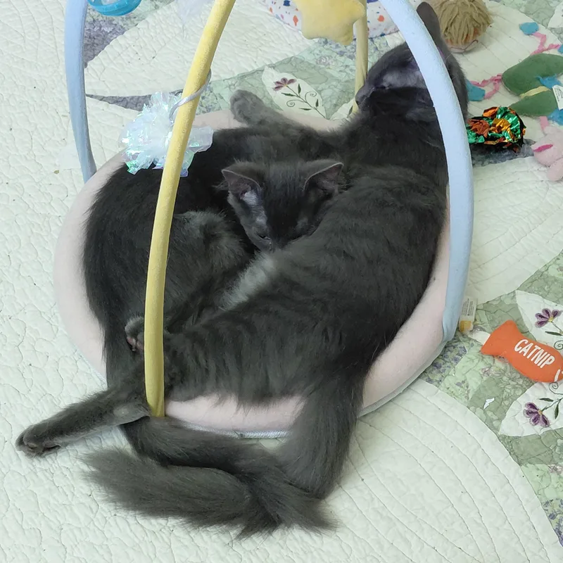 Calvin and Cooper thumbnail 6