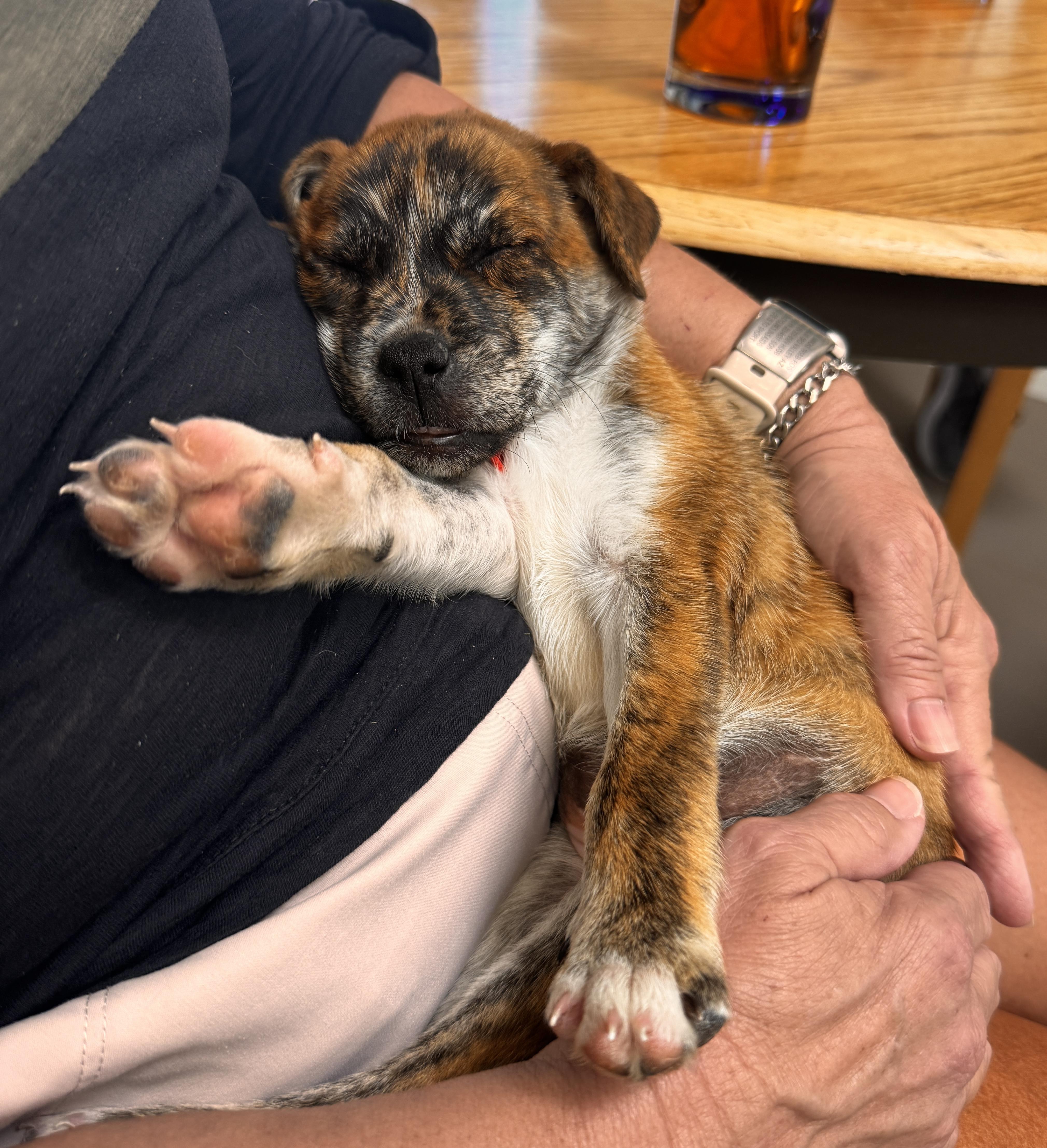 A baby medium-sized female Brindle Corgi dog named Delilah for adoption in Marana, AZ