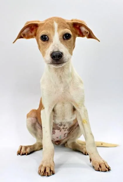A baby large-sized female Beagle dog named Bissell for adoption in Morton Grove, IL