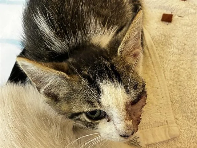 A baby small-sized male Domestic Short Hair cat named Jackson for adoption in Fort Lauderdale, FL