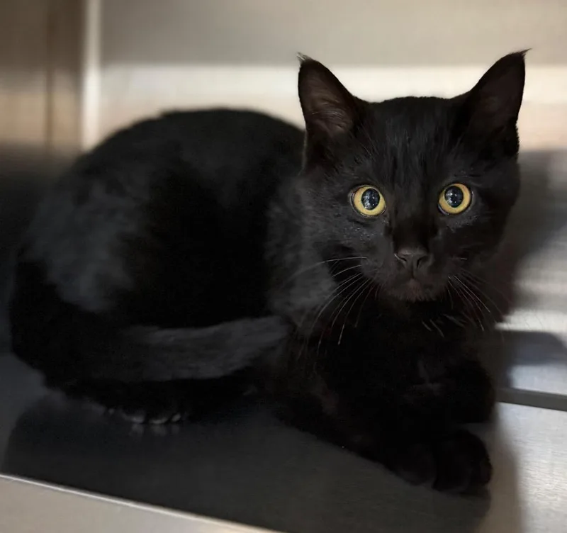 A baby small-sized male Black Domestic Short Hair cat named Chud for adoption in Columbus, NE