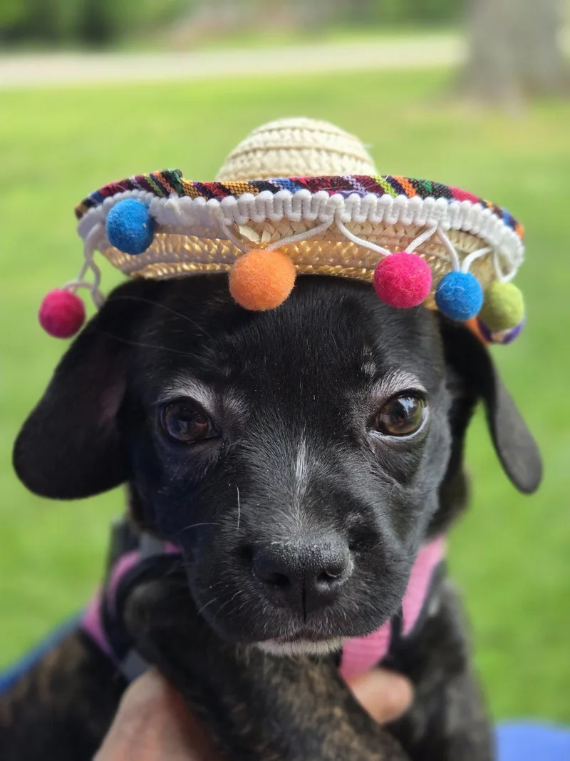 Puppy Gidget thumbnail 2