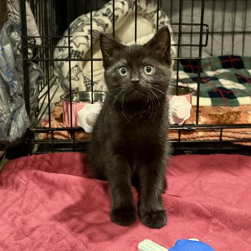 A baby small-sized female Black Domestic Short Hair cat named Ruby for adoption in Johnstown, PA