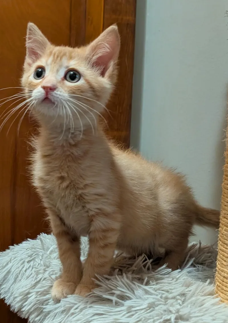 A baby medium-sized male Domestic Short Hair cat named Crouton for adoption in Wadsworth, OH