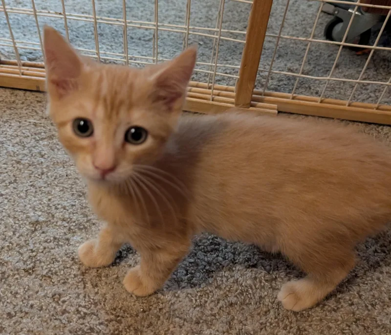 Crouton thumbnail 2