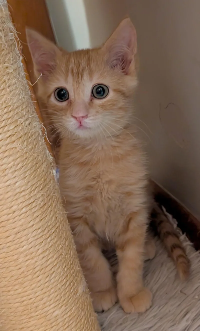 Crouton thumbnail 3