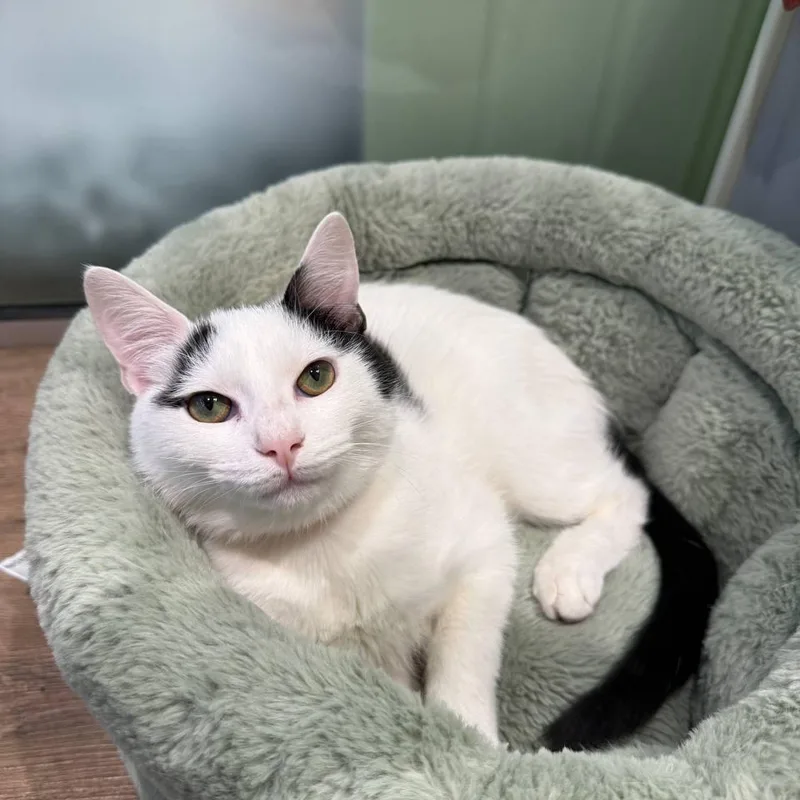 A young medium-sized male American Shorthair cat named Raiden for adoption in Wantagh, NY
