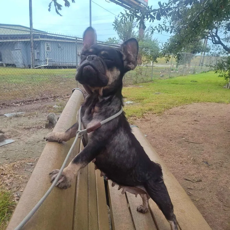 An adult small-sized female Black French Bulldog dog named Kyla for adoption in Beaumont, TX