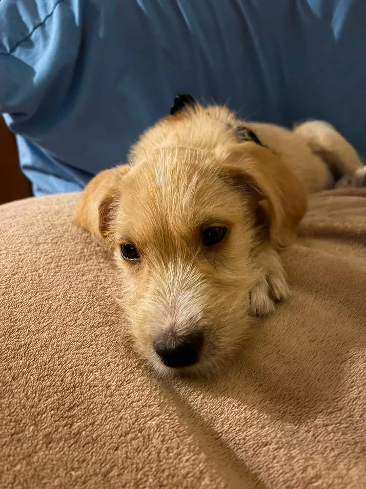A baby medium-sized male Brown / Chocolate Terrier dog named Tate for adoption in Columbus, OH
