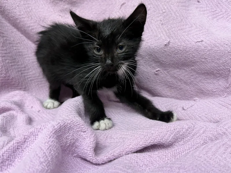 A young small-sized male Black & White / Tuxedo Domestic Short Hair cat named Tony for adoption in Oakdale, CA