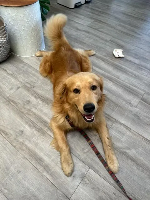 A young large-sized male Golden Retriever dog named Floyd for adoption in Lafayette, CA