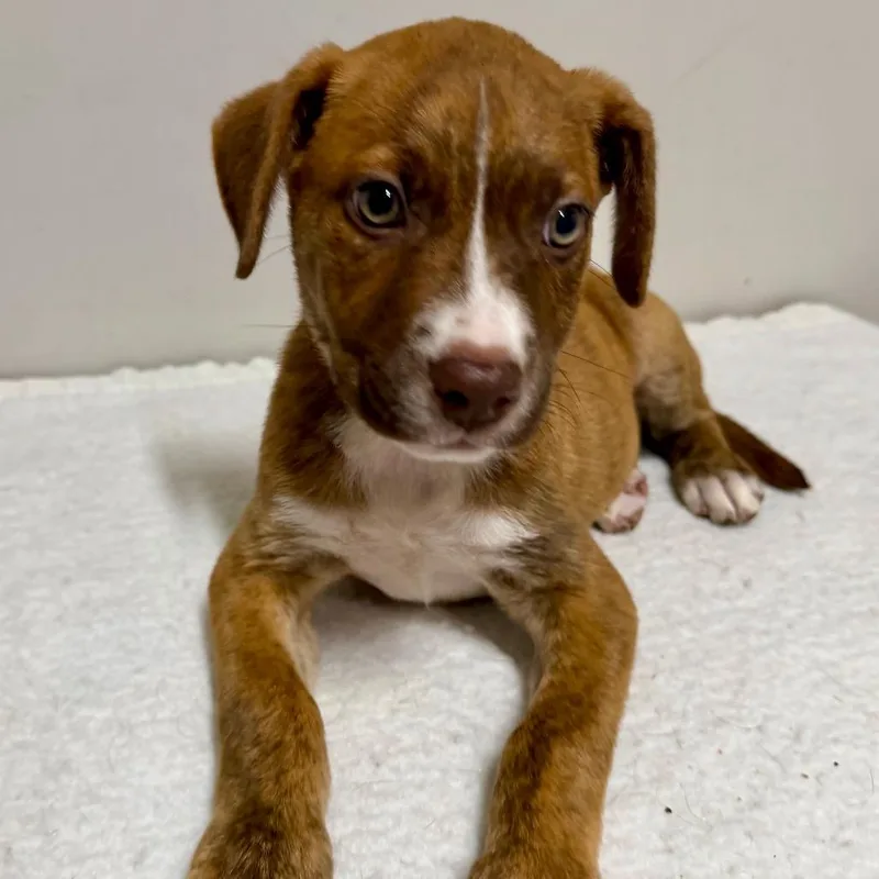 A baby medium-sized male Brindle Boxer dog named Moses for adoption in Opelika, AL
