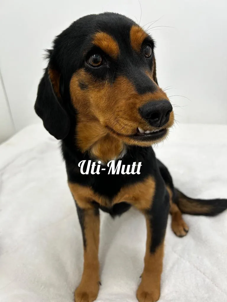 Ultimutt