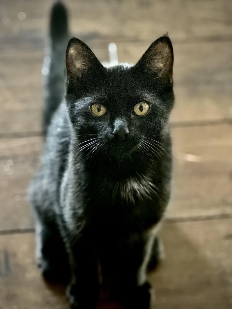 A baby small-sized female Black Domestic Short Hair cat named Cinder for adoption in Des Moines , WA