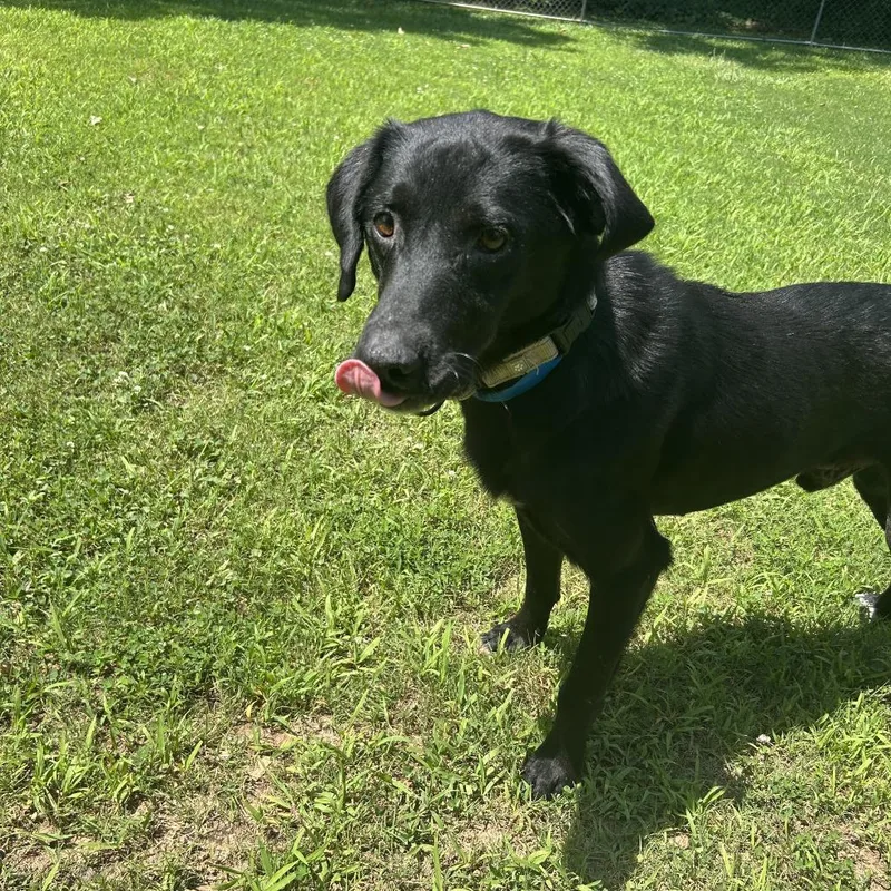 An adult medium-sized male Black Mixed Breed dog named Bart for adoption in Auburn, AL