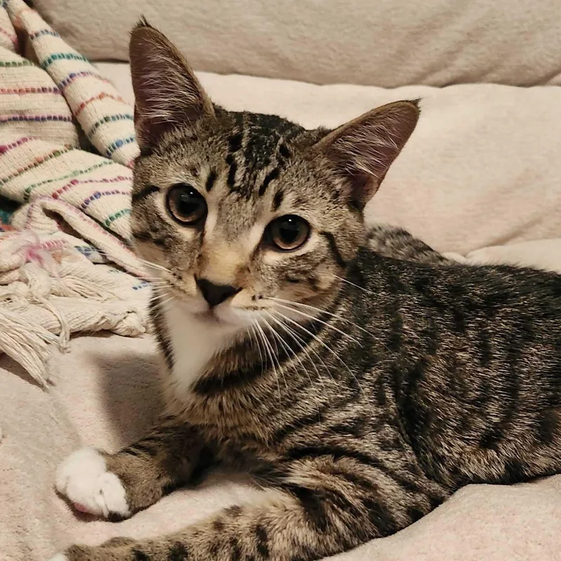 A baby medium-sized male Domestic Short Hair cat named Ranger for adoption in East Point, GA