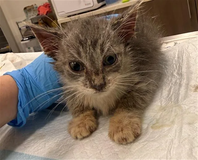 A baby small-sized female Domestic Short Hair cat named Myrtle for adoption in Baytown, TX