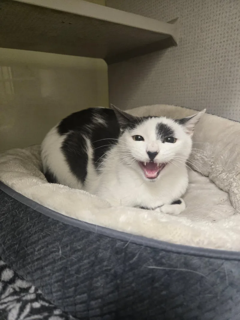 Lavender Lemon thumbnail 2